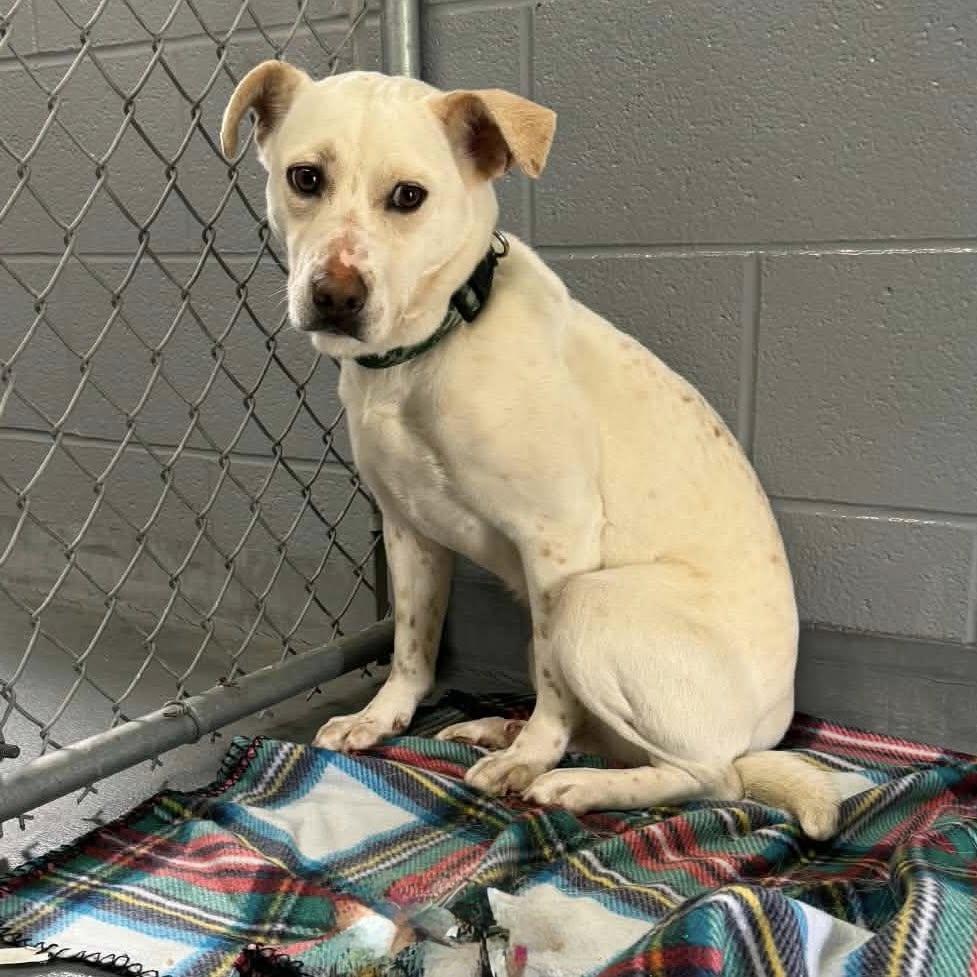 Enlarge RIVER, a ADOPTABLE mixed breed in Cadiz, OH image 3/3