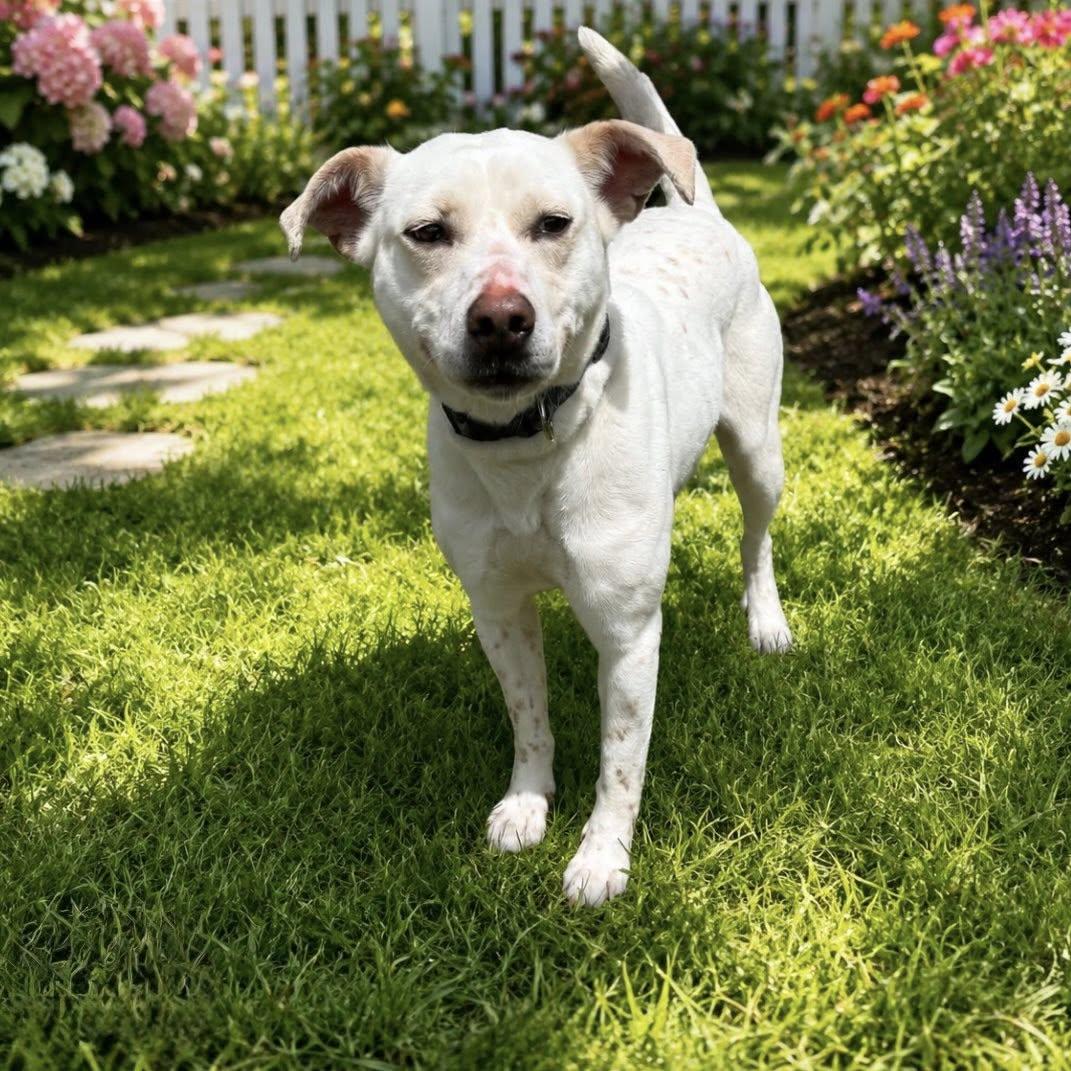 RIVER, ADOPTABLE, Adult Female Yellow Labrador Retriever.
