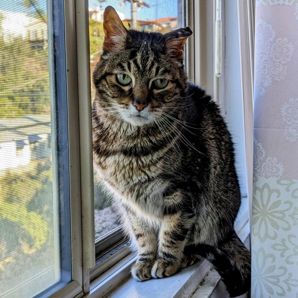 Kiki, Adoptable, Senior Male Domestic Short Hair.