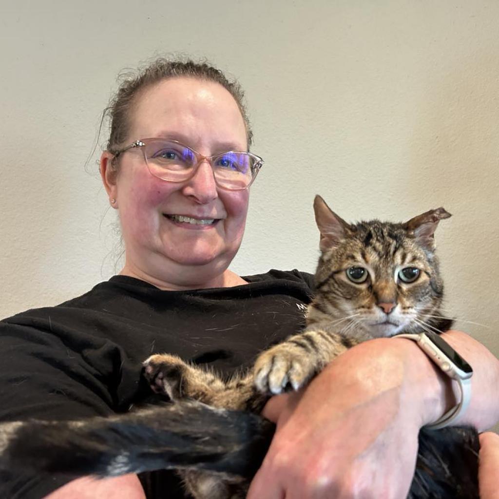 Enlarge Kiki, a Adoptable Domestic Short Hair in Sonoma, CA image 3/6