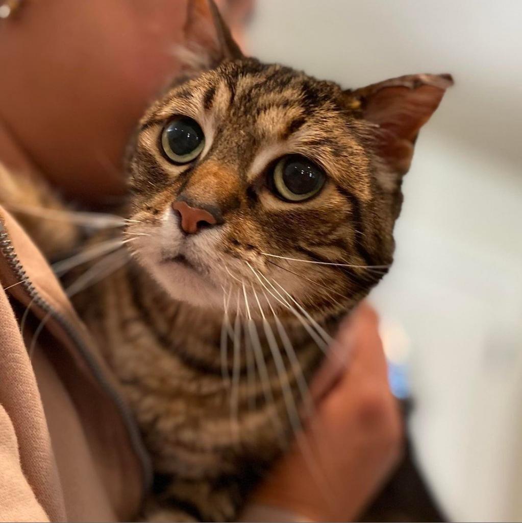 Enlarge Kiki, a Adoptable Domestic Short Hair in Sonoma, CA image 4/6