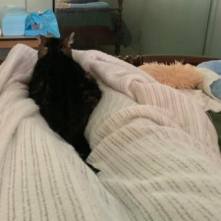 Enlarge Kiki, a Adoptable Domestic Short Hair in Sonoma, CA image 5/6