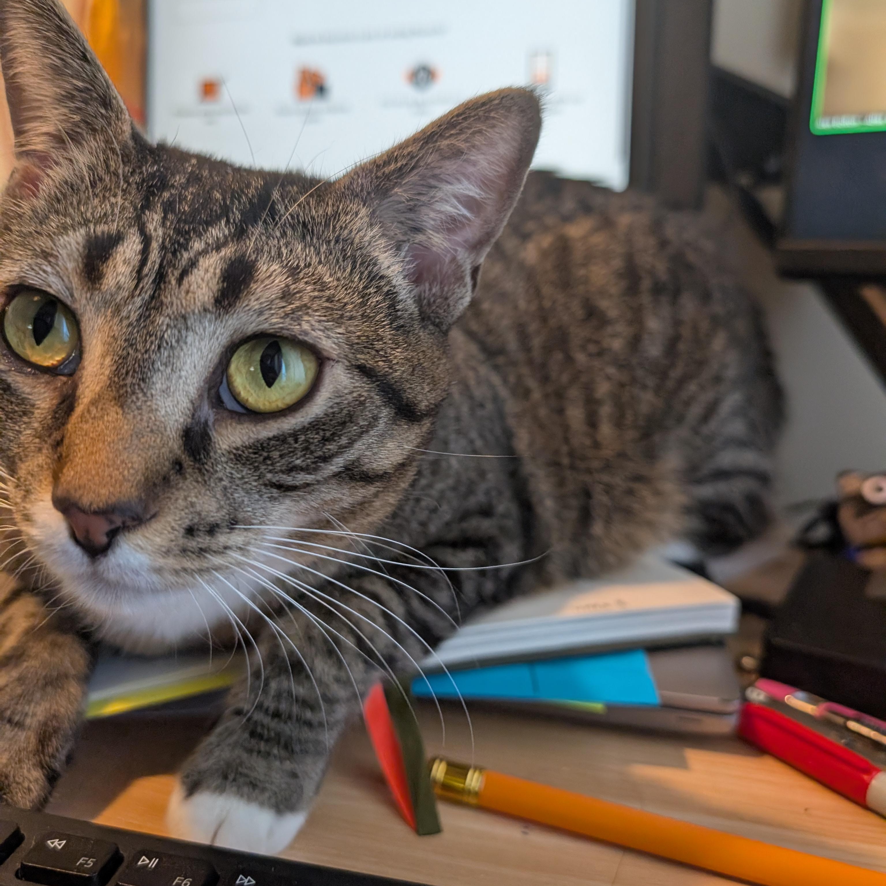 Phoebe, a ADOPTABLE mixed breed in Hyattsville, MD image 3/5