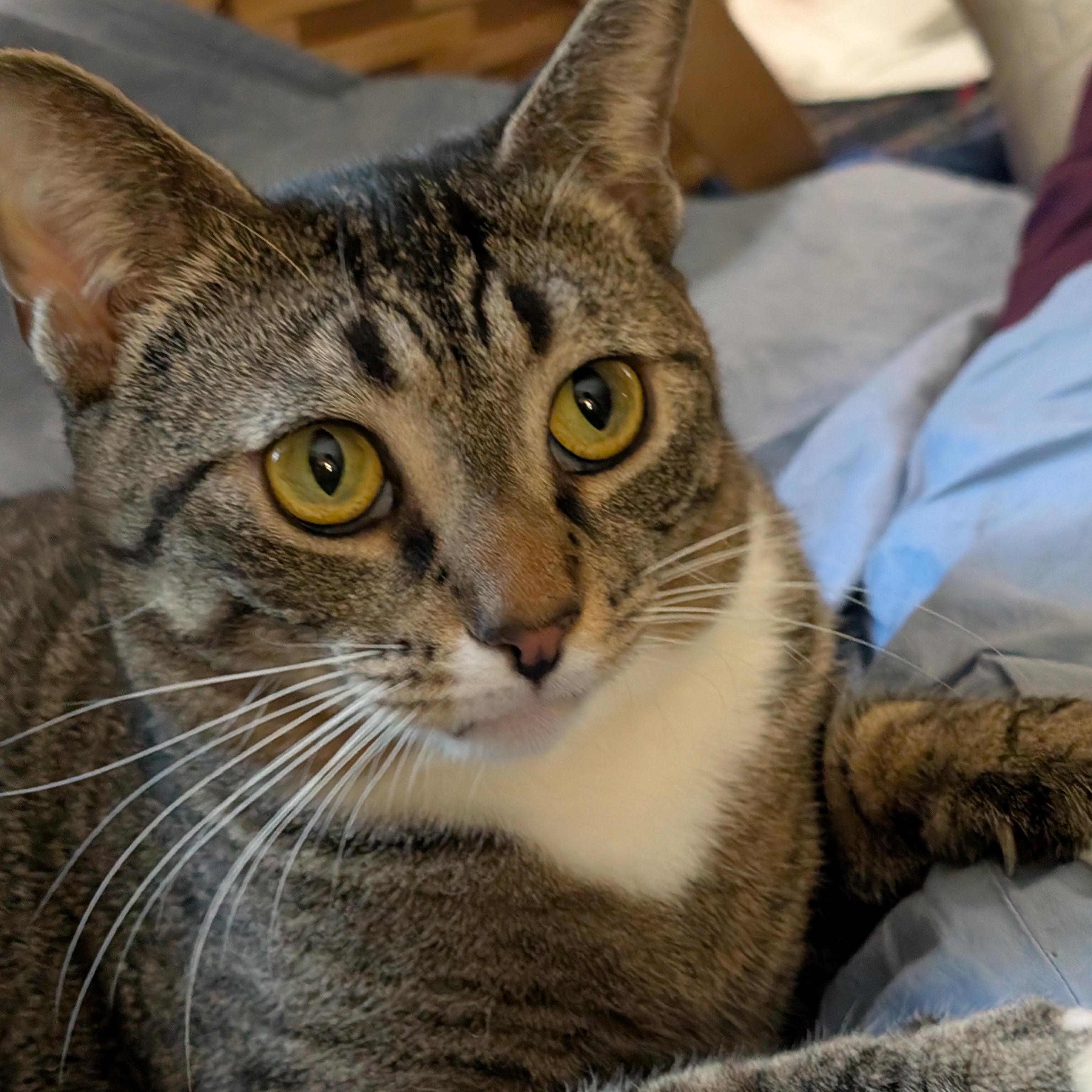 Phoebe, ADOPTABLE, Adult Female Tabby & Domestic Short Hair.