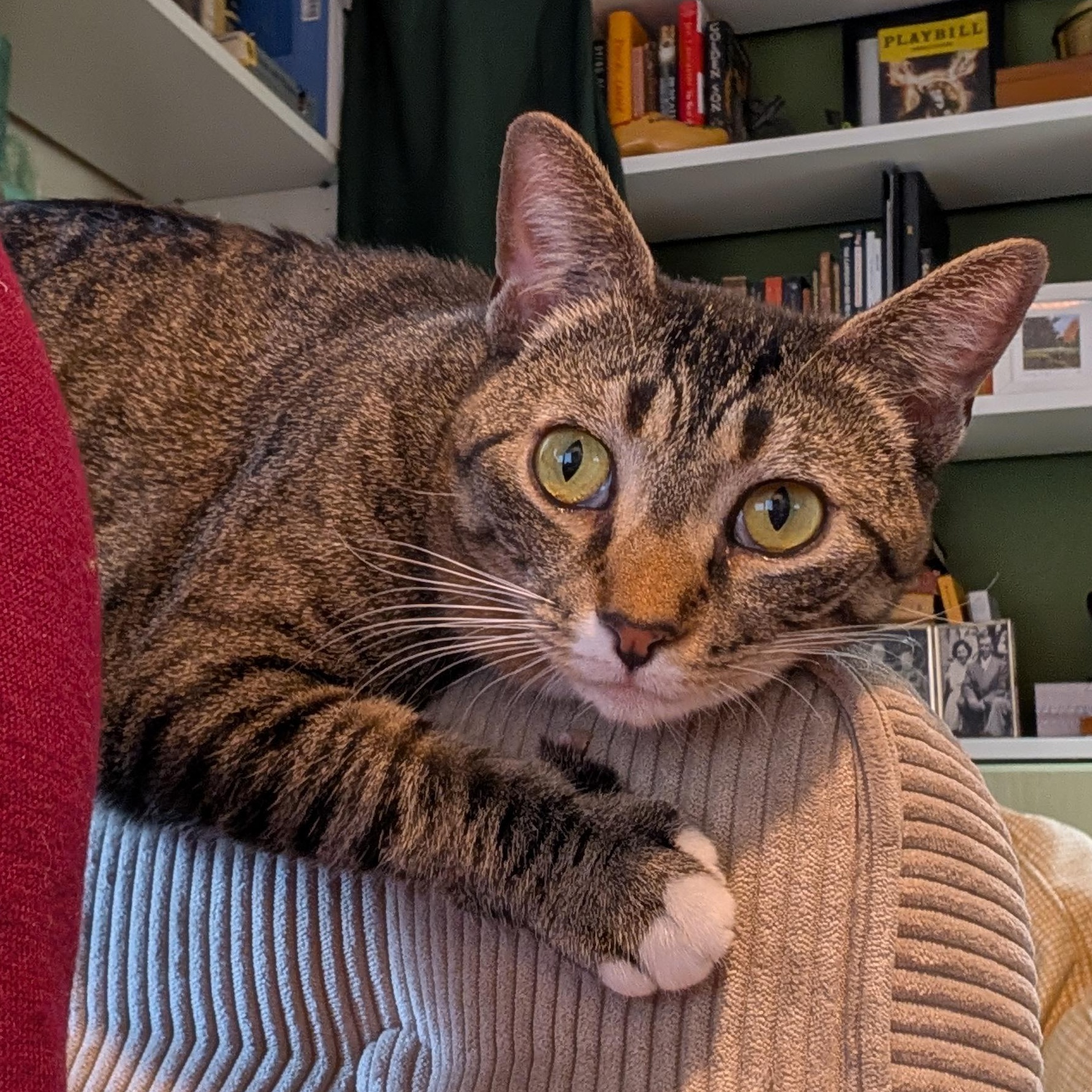 Phoebe, a ADOPTABLE mixed breed in Hyattsville, MD image 1/5