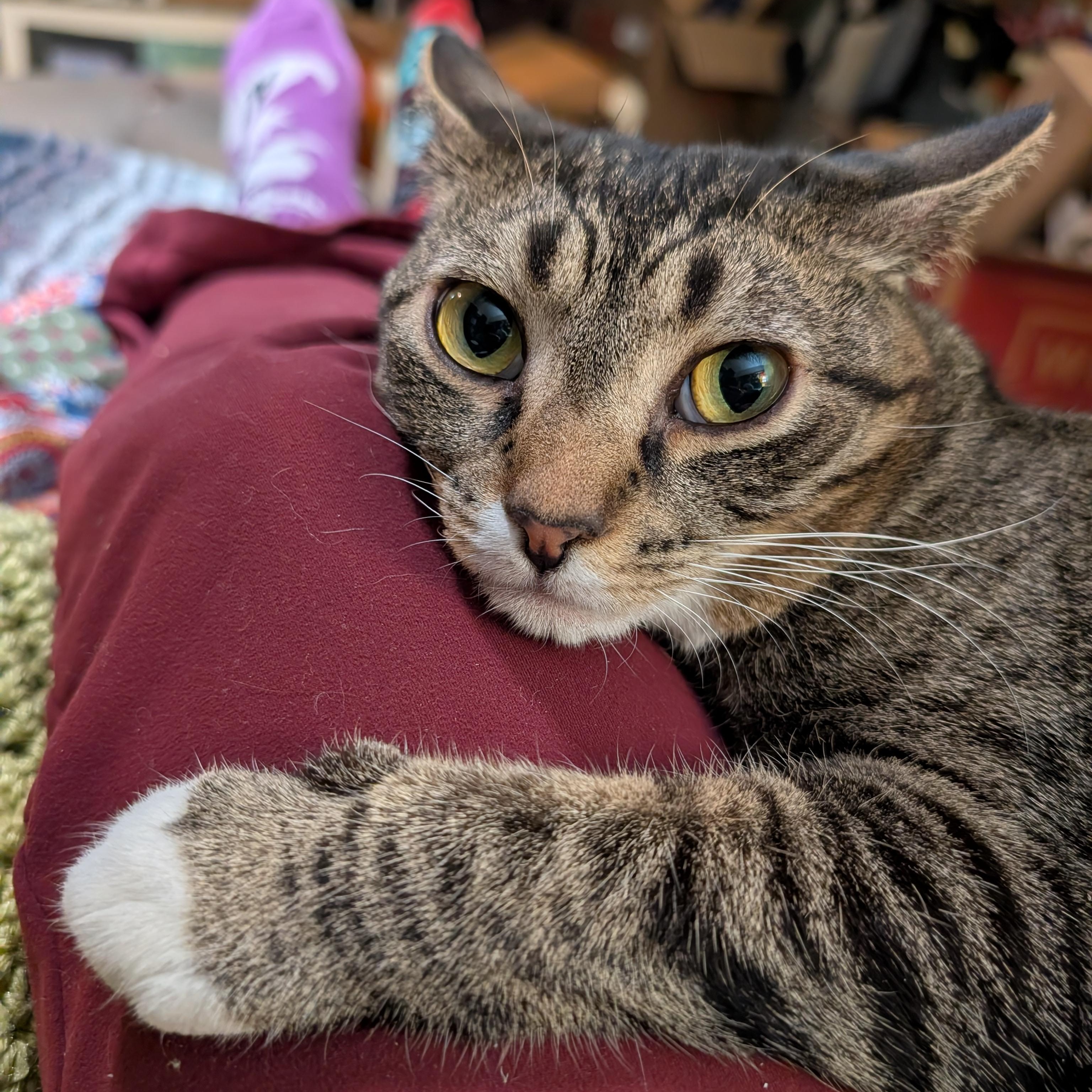 Phoebe, a ADOPTABLE mixed breed in Hyattsville, MD image 4/5