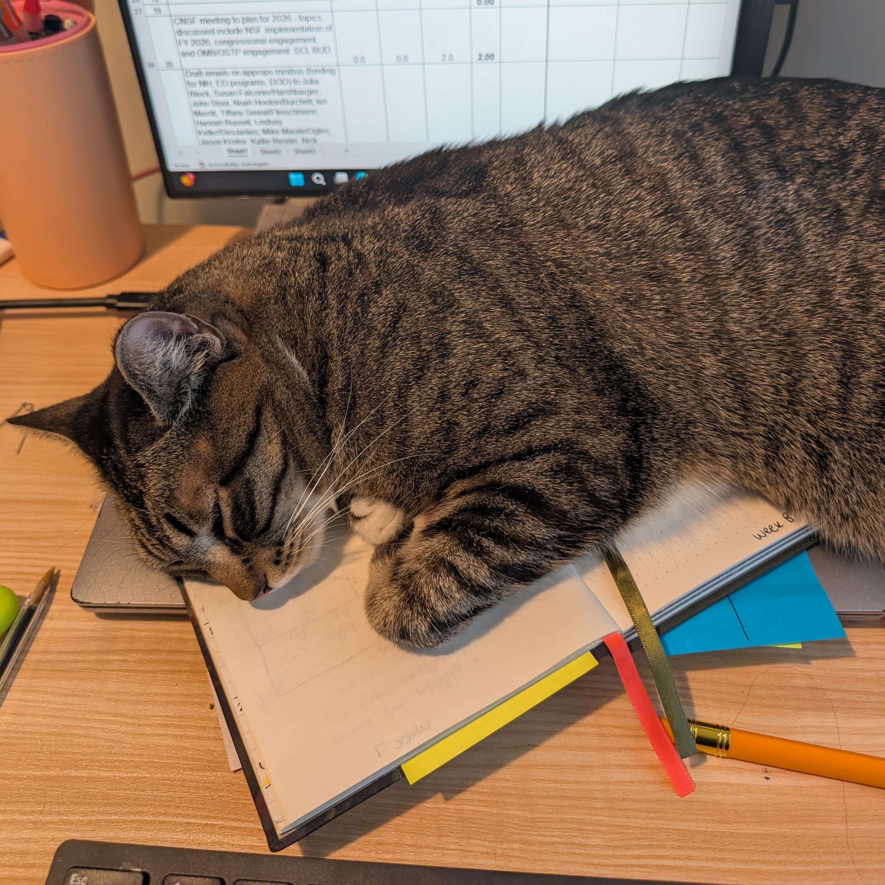 Phoebe, a ADOPTABLE mixed breed in Hyattsville, MD image 2/5