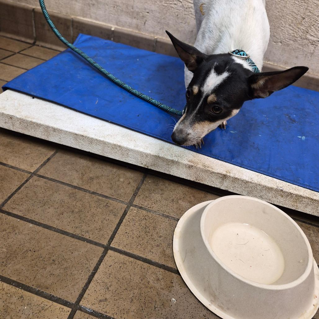 Jodi, Adoptable, Young Female Terrier & Chihuahua.