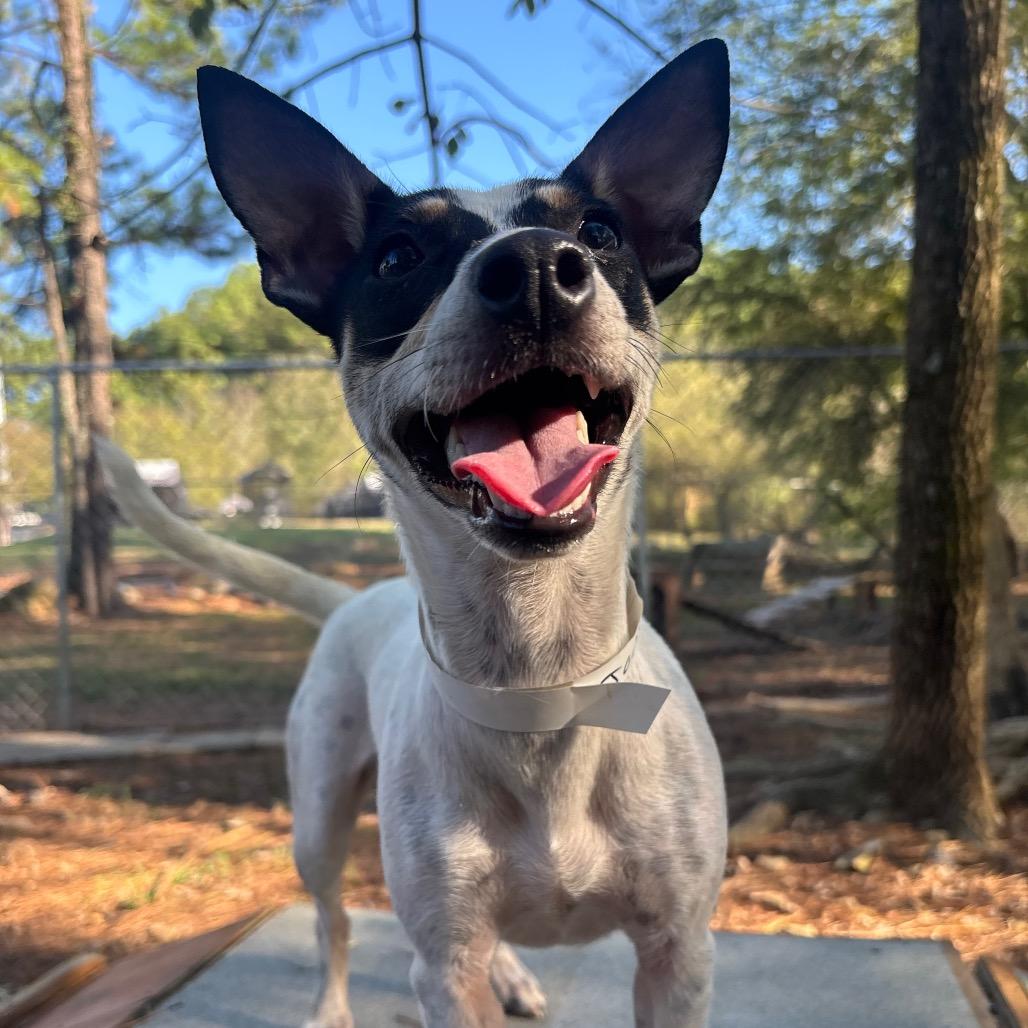Enlarge Jodi, a Adoptable mixed breed in Birmingham, AL image 2/2