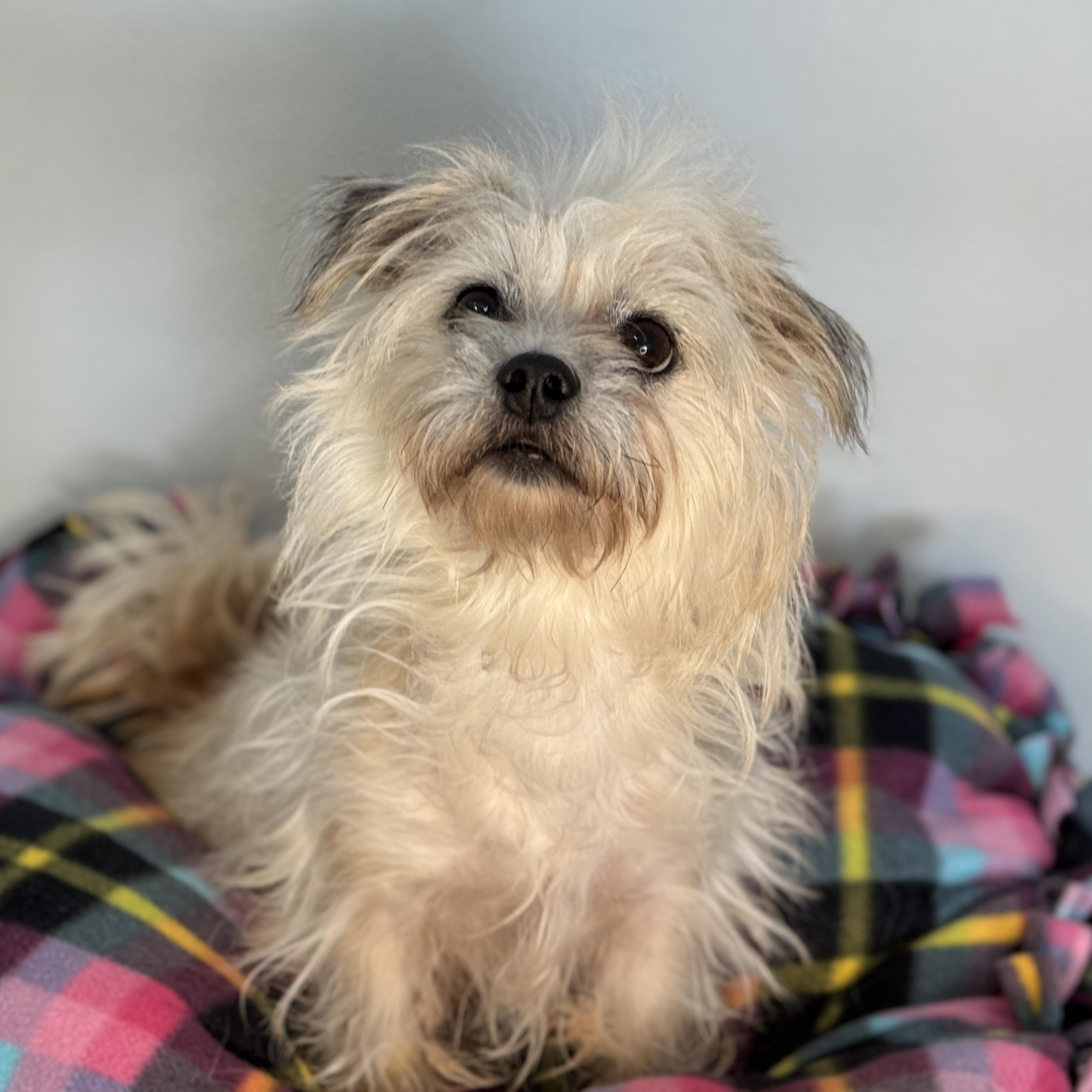 Pippa, an adopted Terrier in Meherrin, VA image 1/6