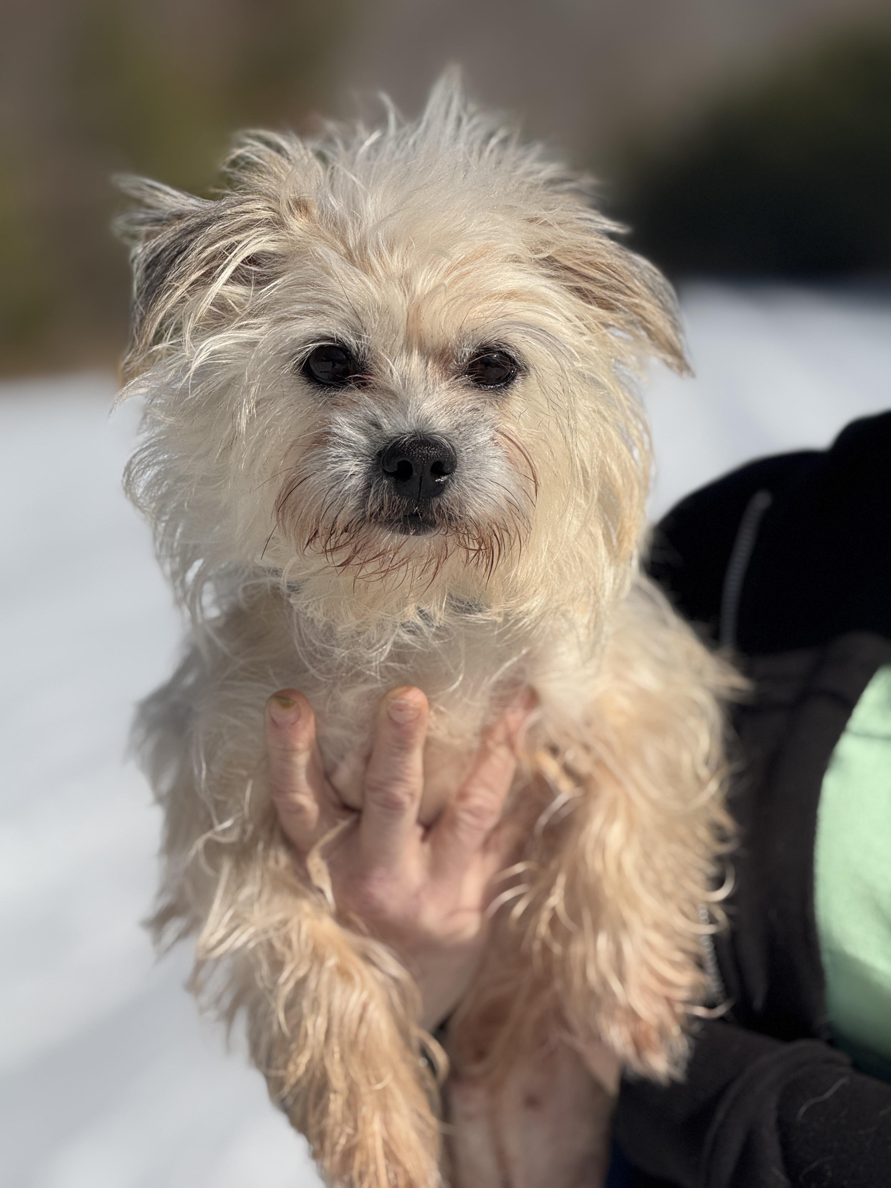 Pippa, an adopted Terrier in Meherrin, VA image 5/6