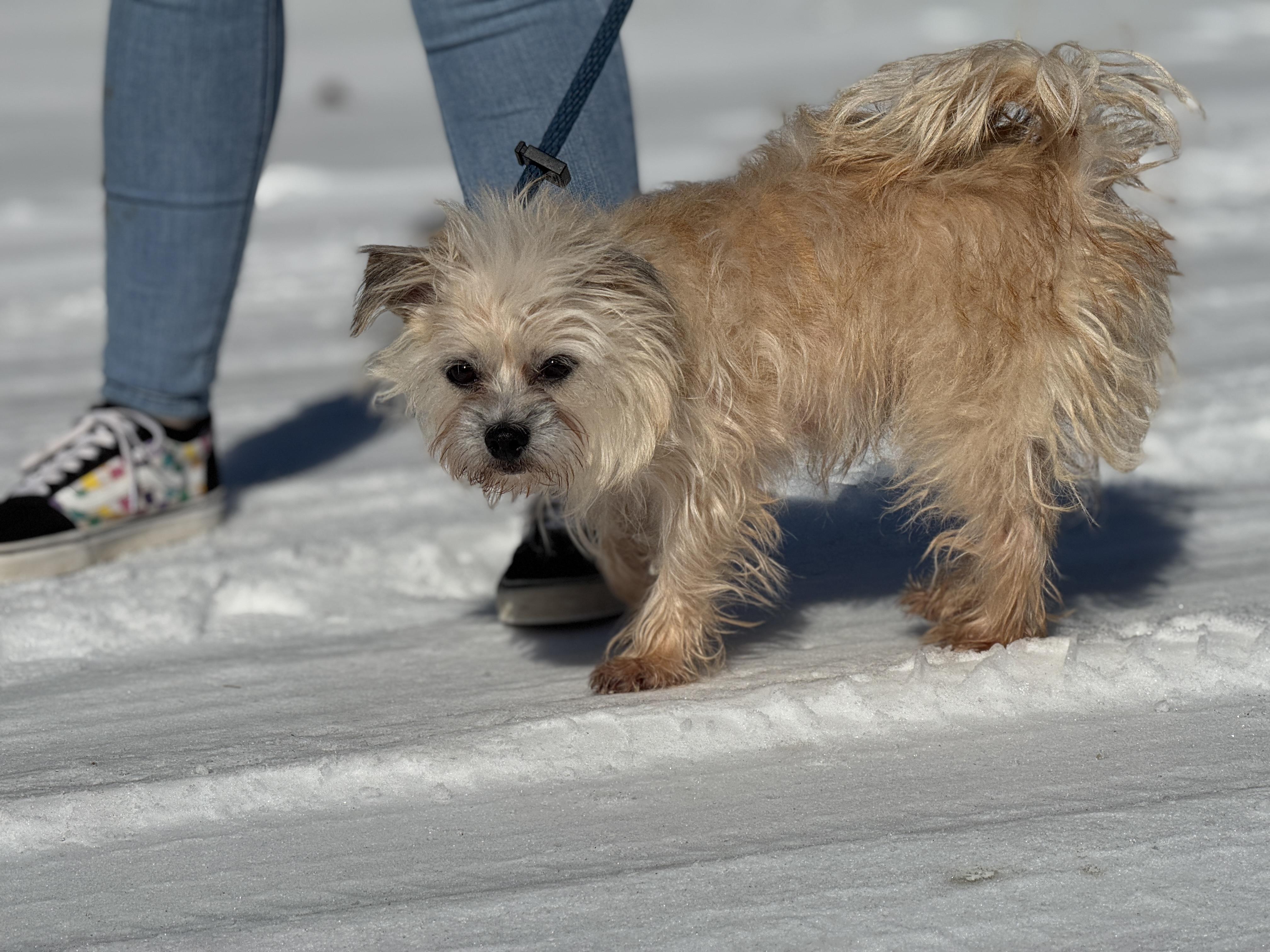 Pippa, an adopted Terrier in Meherrin, VA image 6/6