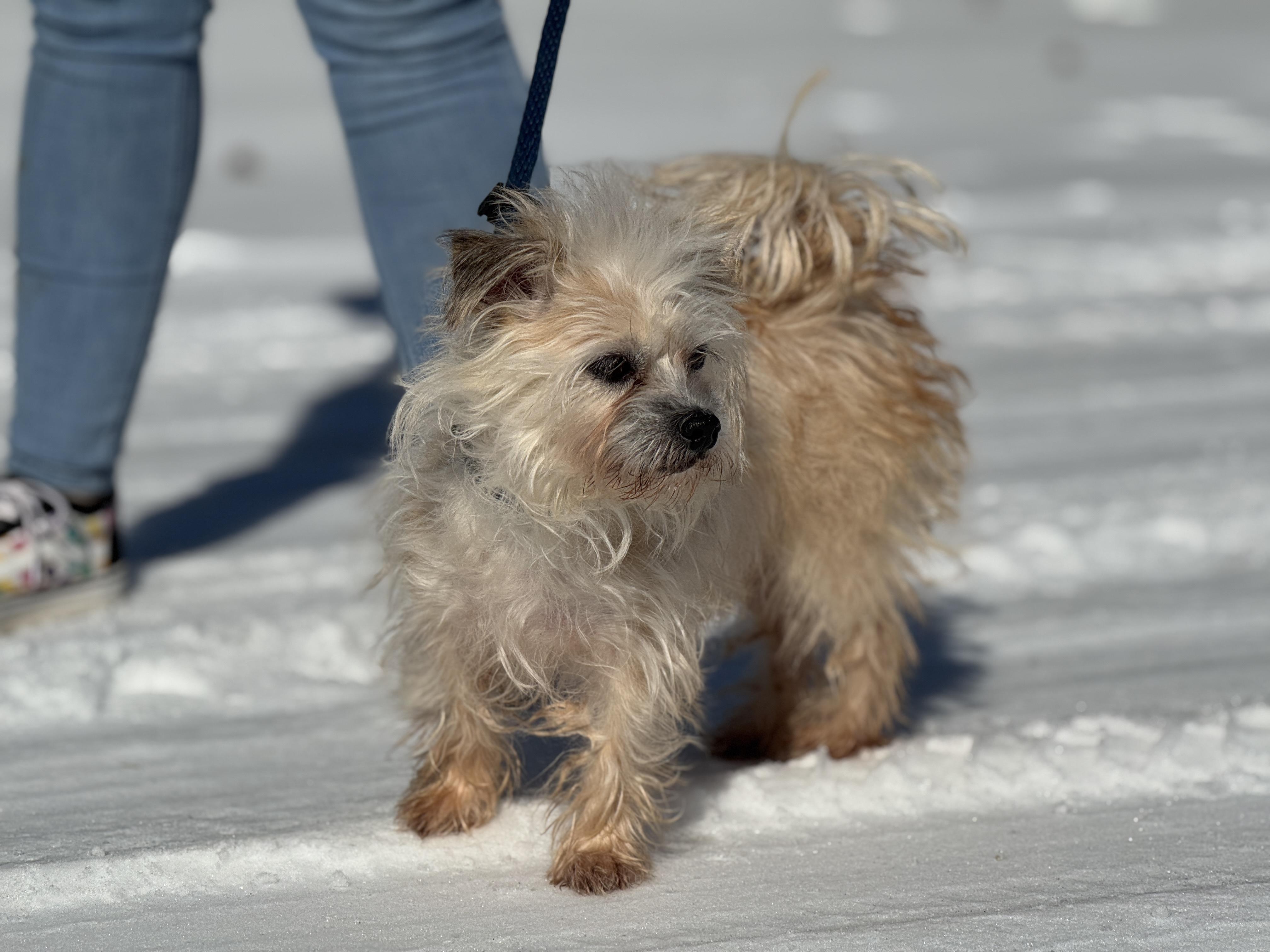 Pippa, an adopted Terrier in Meherrin, VA image 3/6