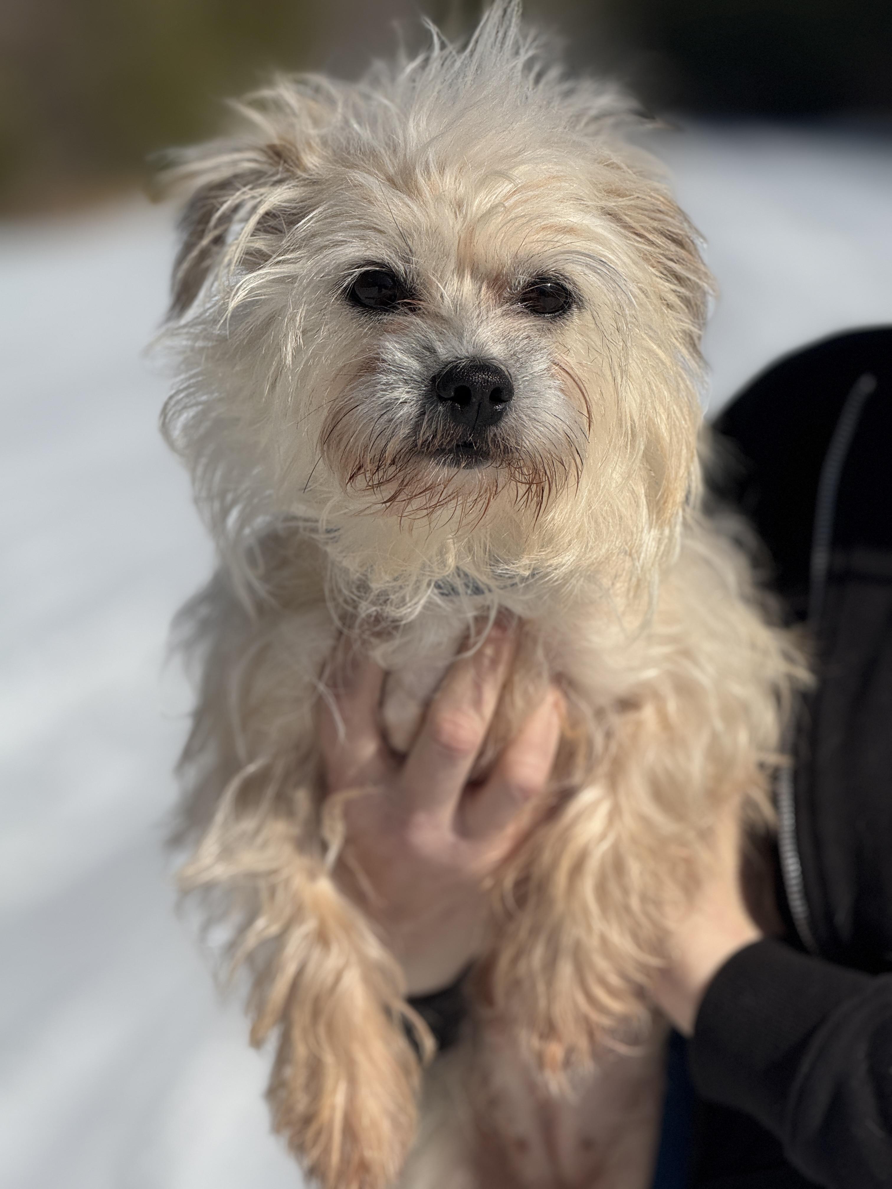 Pippa, an adopted Terrier in Meherrin, VA image 2/6