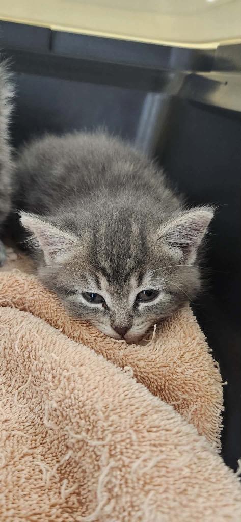 Enlarge Hydrangea, a Adoptable mixed breed in Van Wert, OH image 1/1