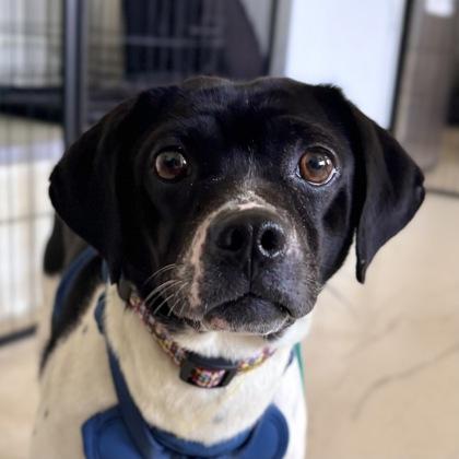 Bonita, a Adoptable mixed breed in San Francisco, CA image 1/3