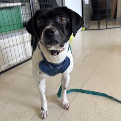 Bonita, a Adoptable mixed breed in San Francisco, CA image 2/3