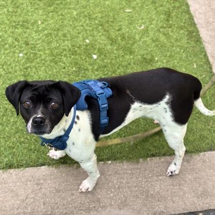 Bonita, a Adoptable mixed breed in San Francisco, CA image 3/3