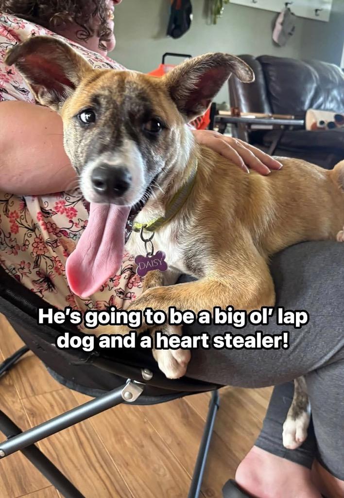Whitaker, a Adoptable mixed breed in Murray, KY image 1/6