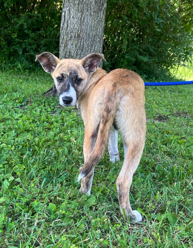 Whitaker, a Adoptable mixed breed in Murray, KY image 2/6