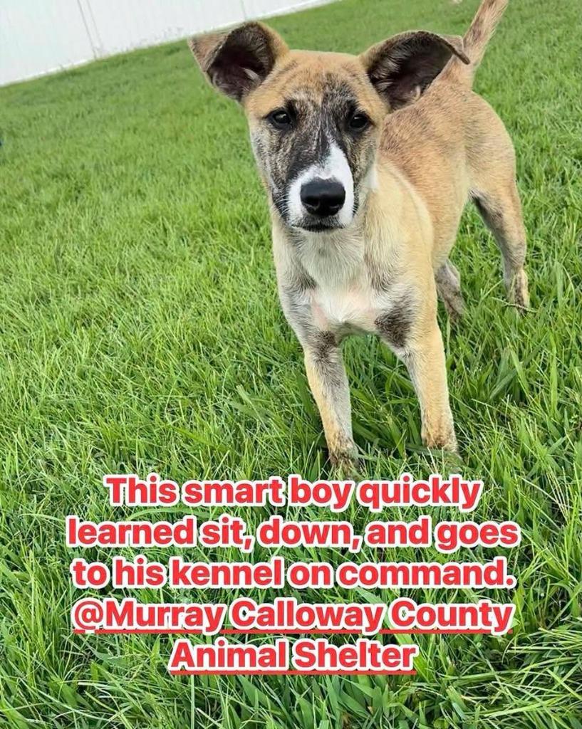 Whitaker, a Adoptable mixed breed in Murray, KY image 3/6