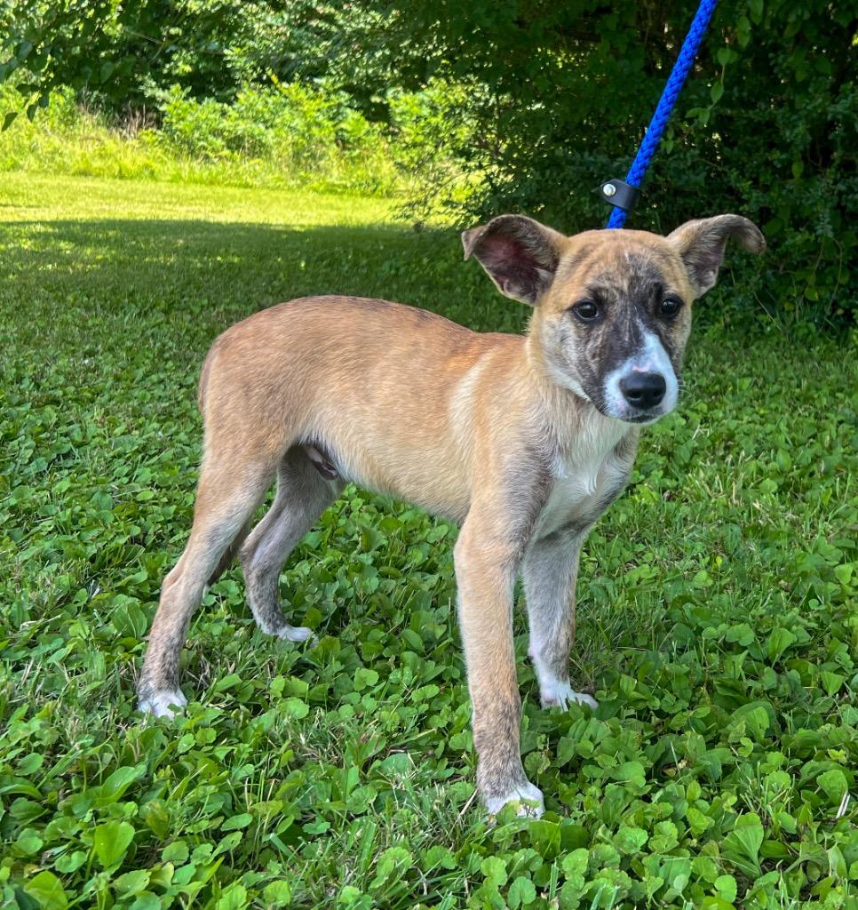 Whitaker, a Adoptable mixed breed in Murray, KY image 4/6