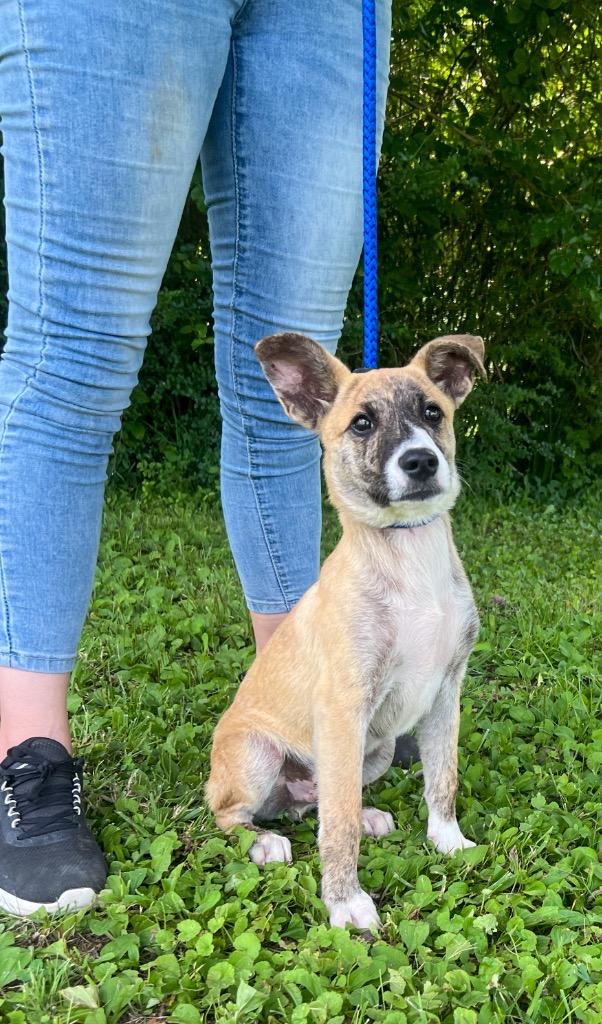 Whitaker, a Adoptable mixed breed in Murray, KY image 5/6