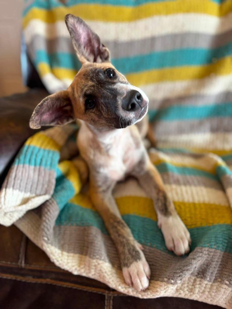 Whitaker, a Adoptable mixed breed in Murray, KY image 6/6
