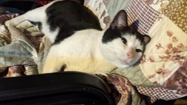 A.J., a Adoptable American Shorthair in Heath, OH image 1/4