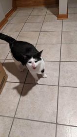 A.J., a Adoptable American Shorthair in Heath, OH image 2/4