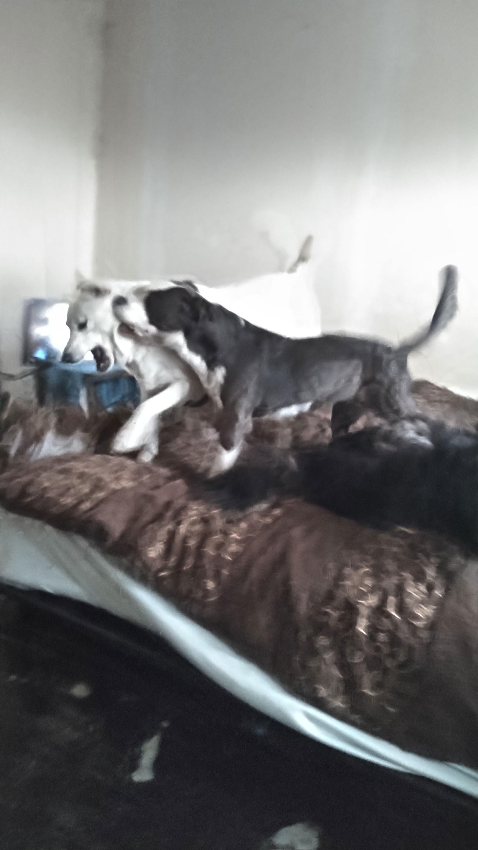 Cannoli, a Adoptable mixed breed in Orange Grove, TX image 1/3