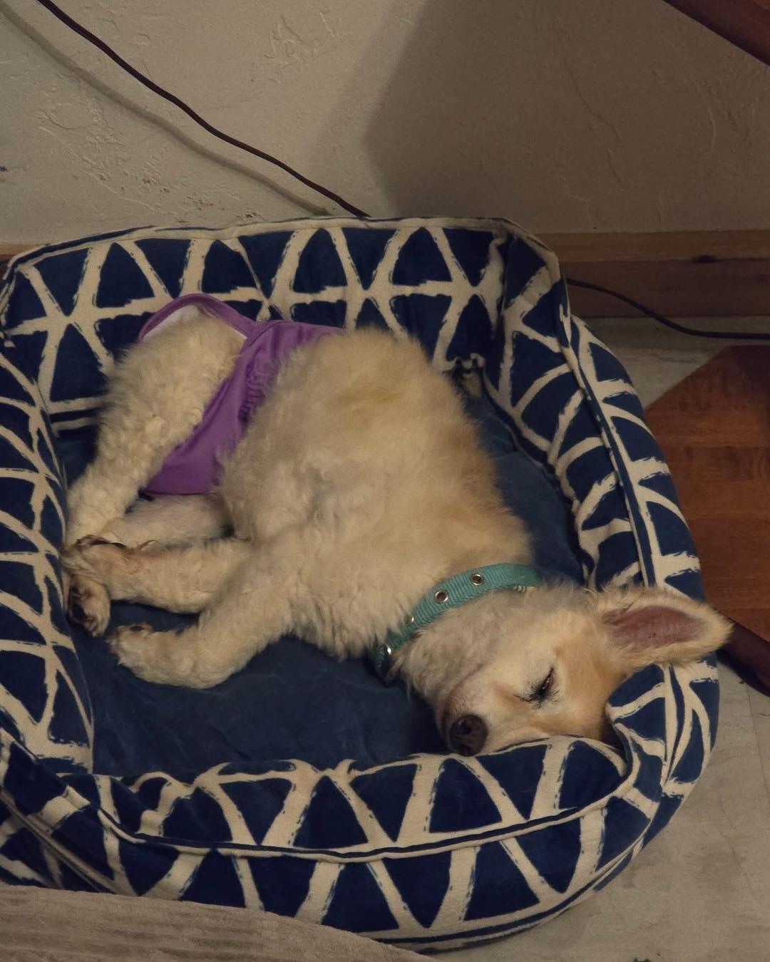 Roxie, Senior Female unknown