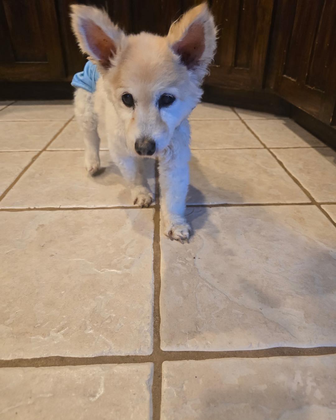 Roxie photo 2
