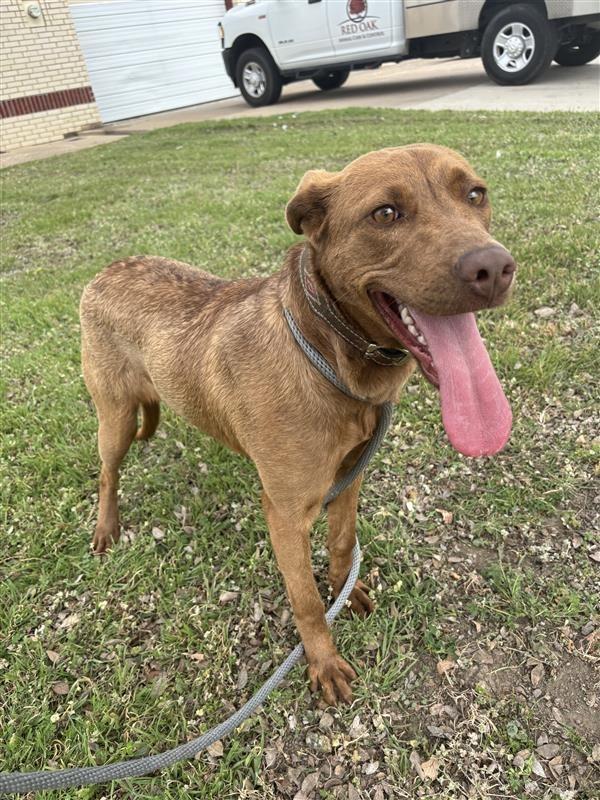 Enlarge Ruby, a Adoptable mixed breed in Red Oak, TX image 1/1