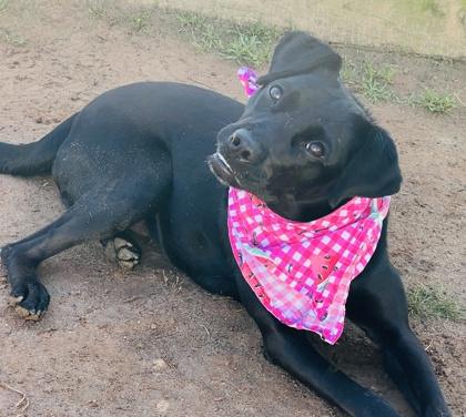 Leela (adoption fee sponsored) in foster, Adoptable, Young Female Labrador Retriever & Mixed Breed.