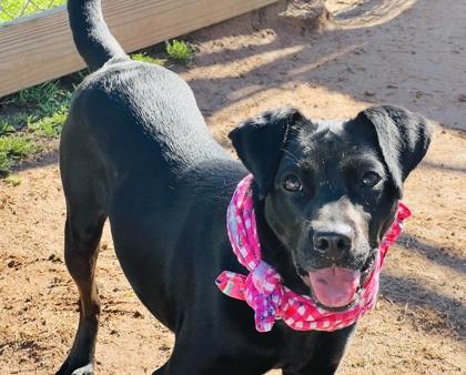 Leela (adoption fee sponsored) in foster, a Adoptable mixed breed in Seneca, SC image 3/3