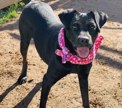 Enlarge Leela (adoption fee sponsored) in foster, a Adoptable mixed breed in Seneca, SC image 2/3