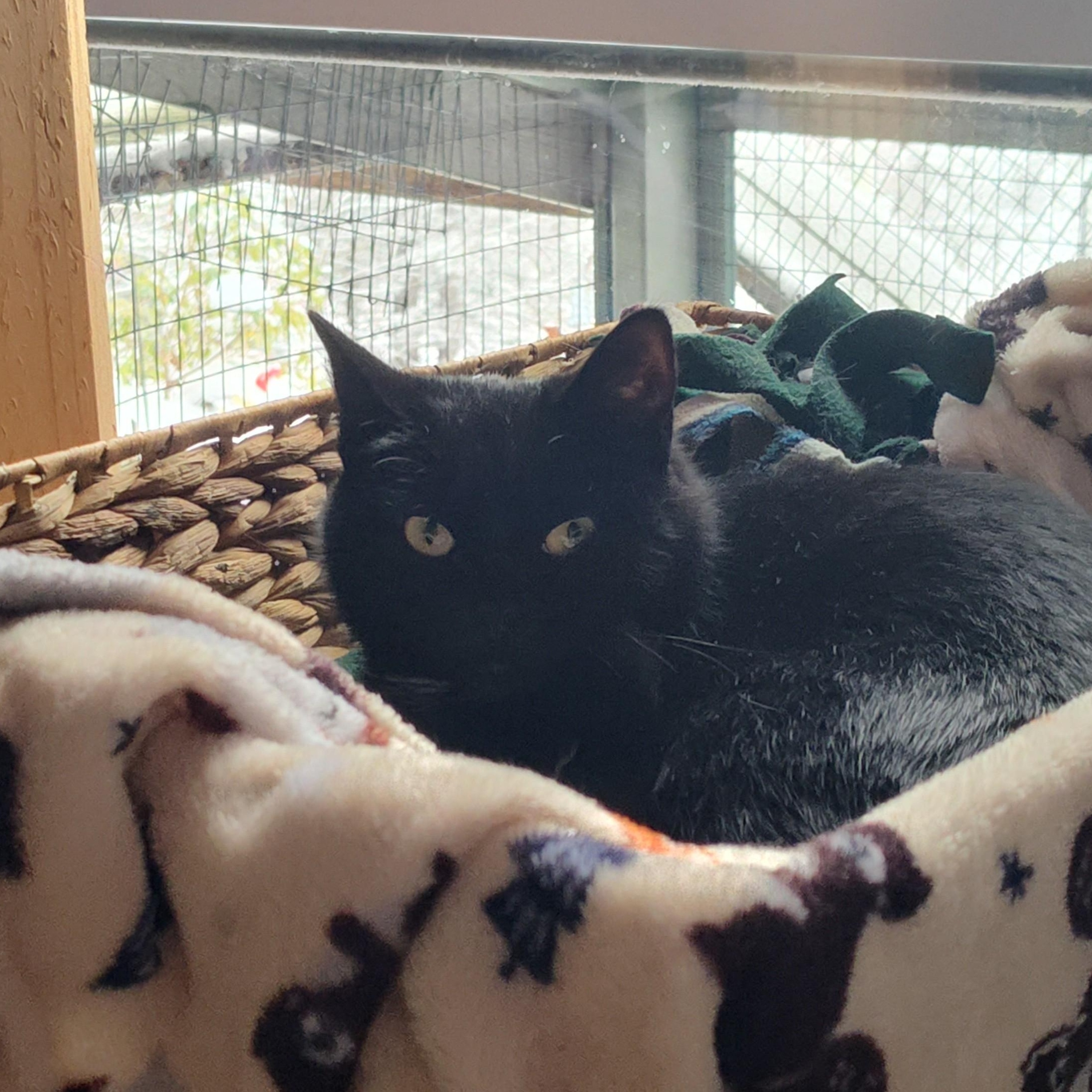 Enlarge Charlotte , a ADOPTABLE American Shorthair in Huntington, MA image 3/5