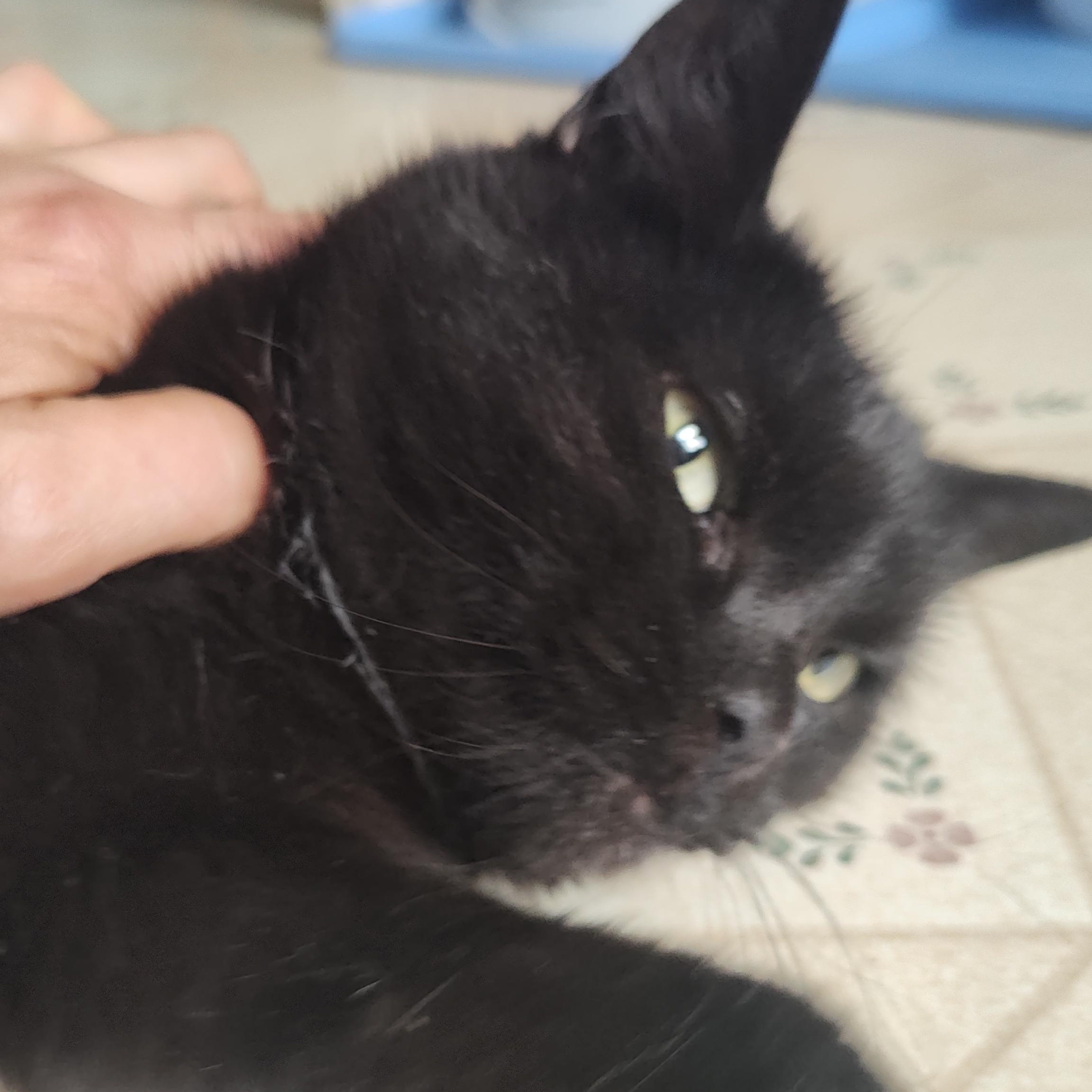 Charlotte , a ADOPTABLE American Shorthair in Huntington, MA image 3/3