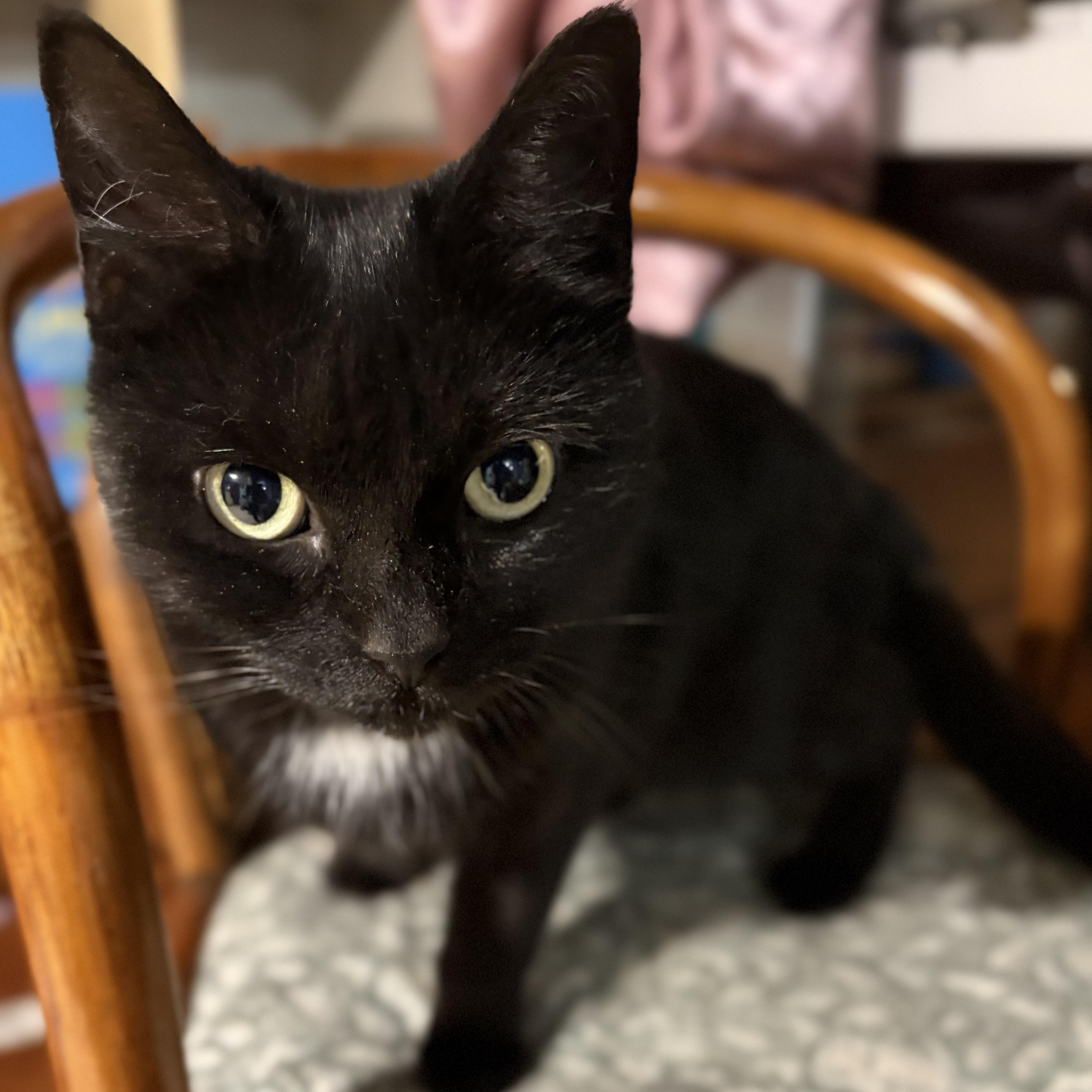 Charlotte , a ADOPTABLE American Shorthair in Huntington, MA image 2/3