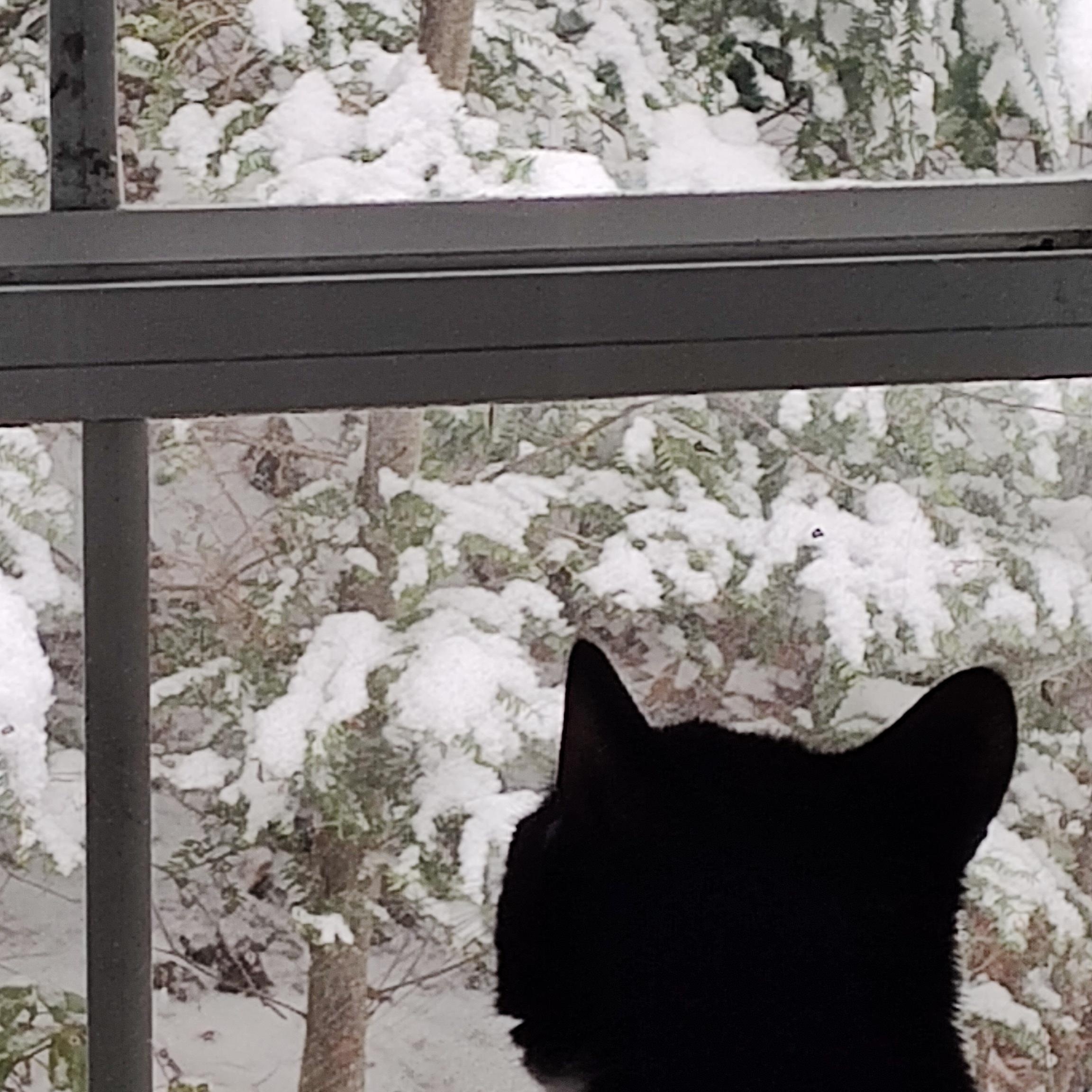 Enlarge Charlotte , a ADOPTABLE American Shorthair in Huntington, MA image 2/5