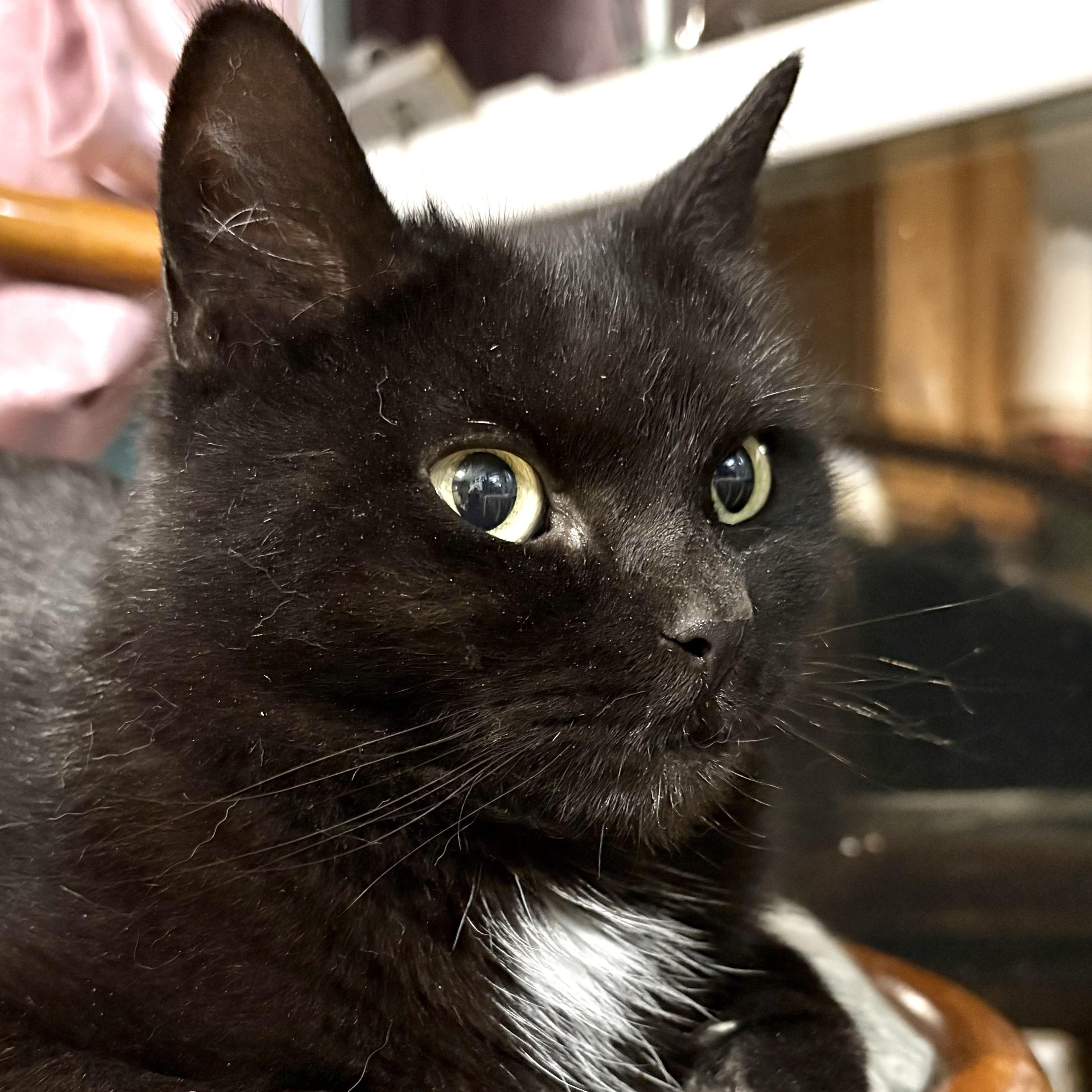 Charlotte , ADOPTABLE, Adult Female American Shorthair.