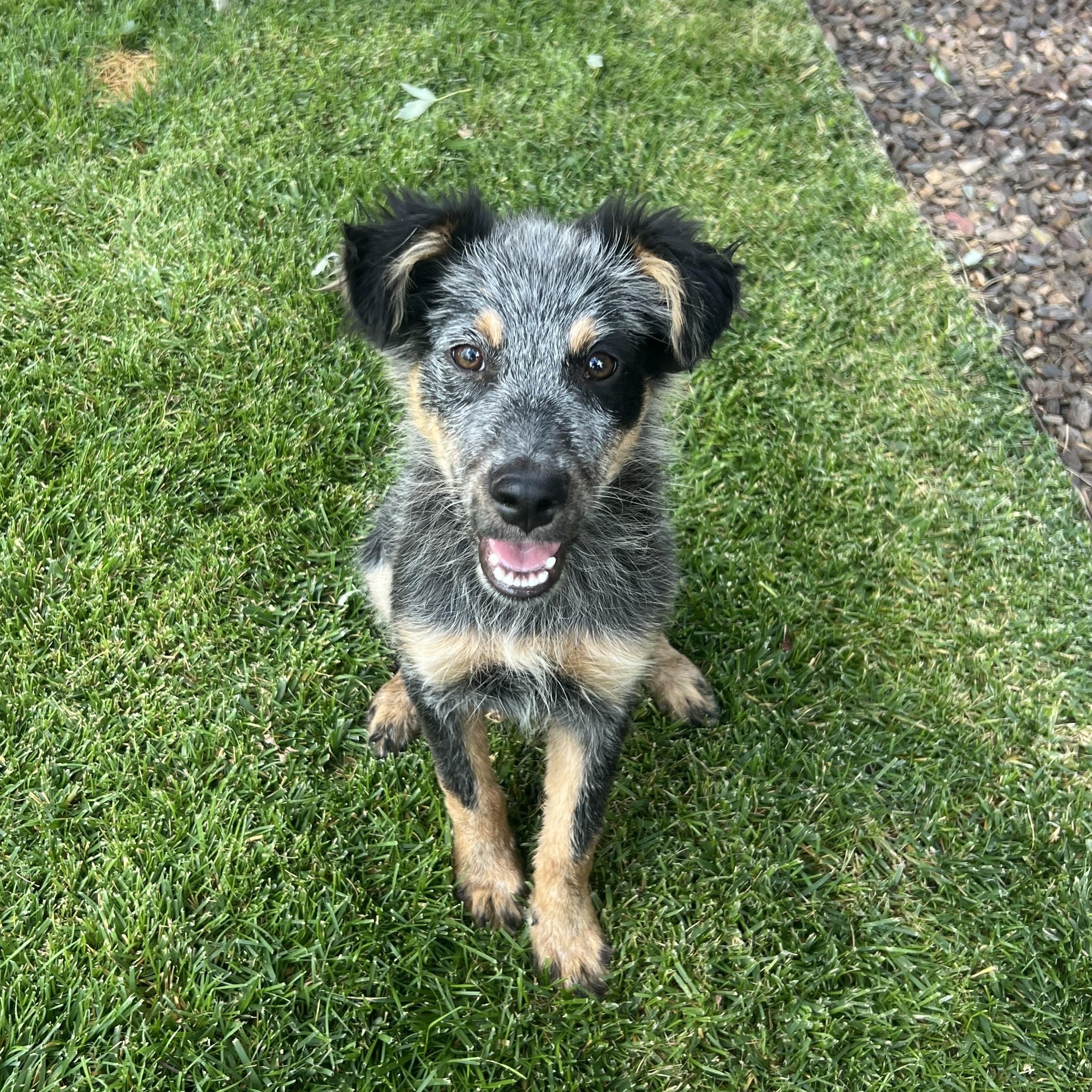 Cumulus, ADOPTABLE, Young Male Australian Shepherd & Australian Cattle Dog / Blue Heeler.