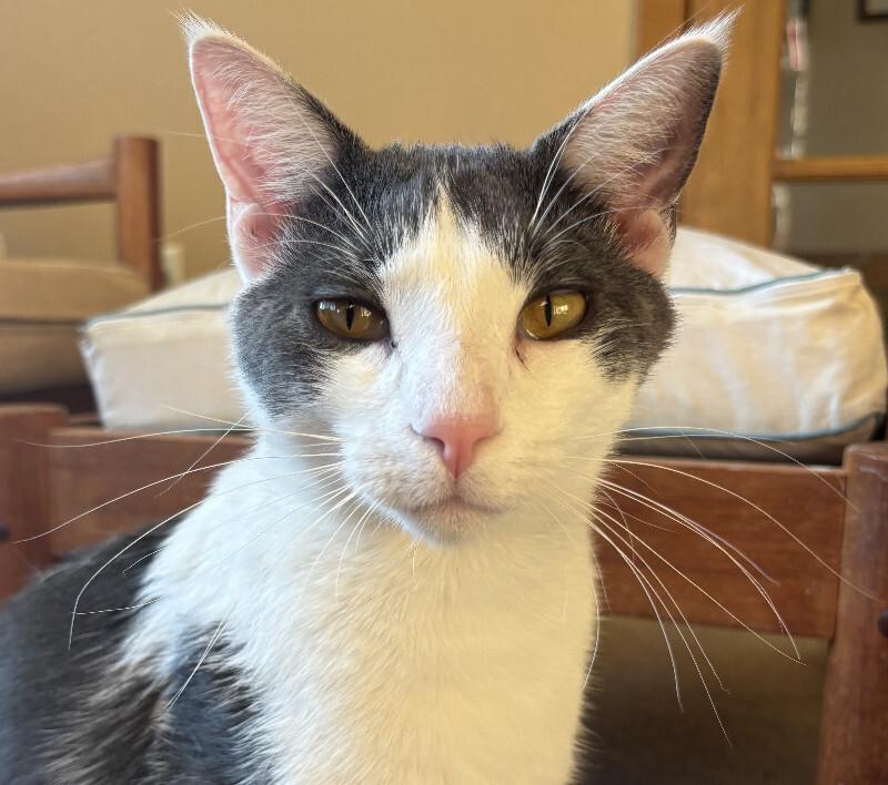 Butterbean, Adoptable, Adult Male Domestic Short Hair.