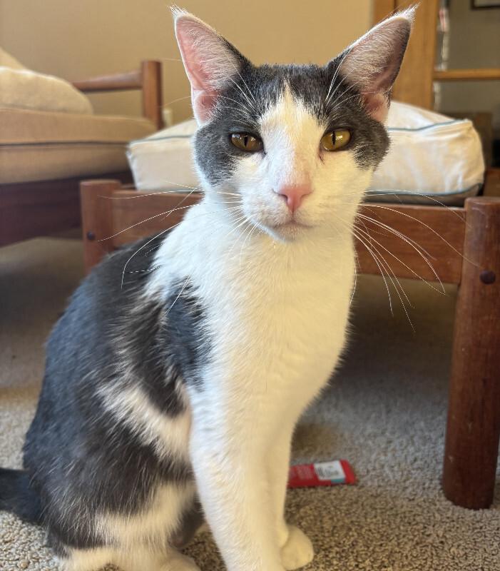 Enlarge Butterbean, a Adoptable Domestic Short Hair in Fort Collins, CO image 2/3