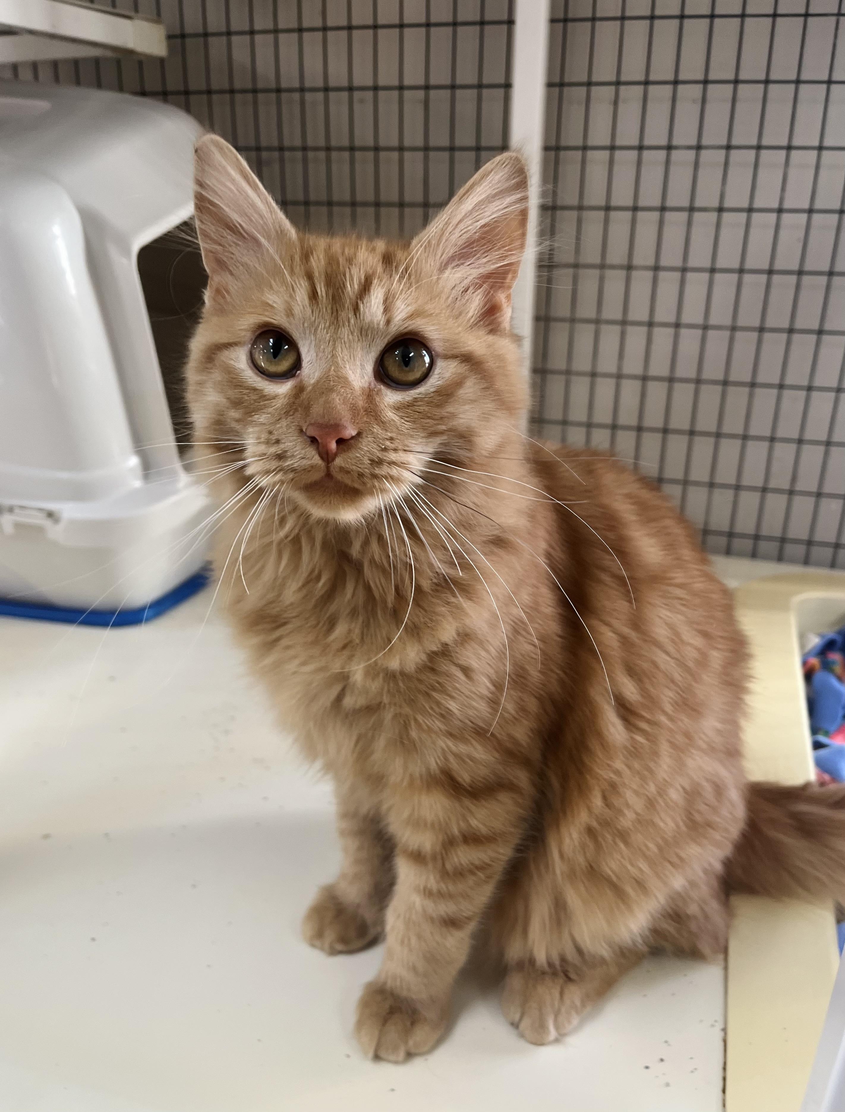 Enlarge Baxter , an adopted mixed breed in Toledo, OH image 1/1