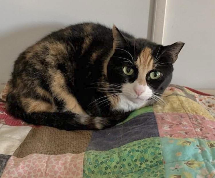 Enlarge Diamond, an adoptable Domestic Short Hair in Queenstown, MD image 2/5