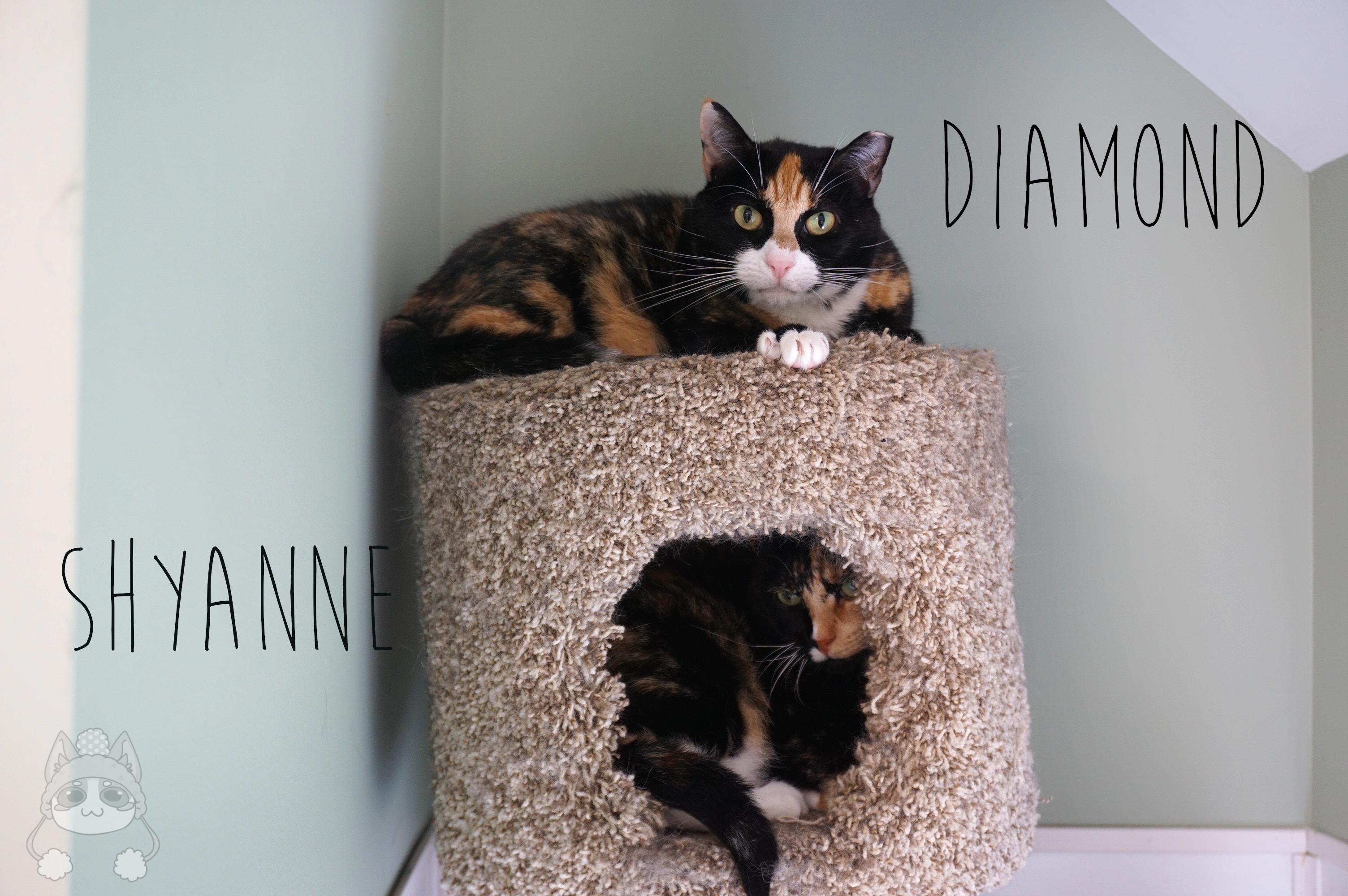 Enlarge Diamond, an adoptable Domestic Short Hair in Queenstown, MD image 3/5