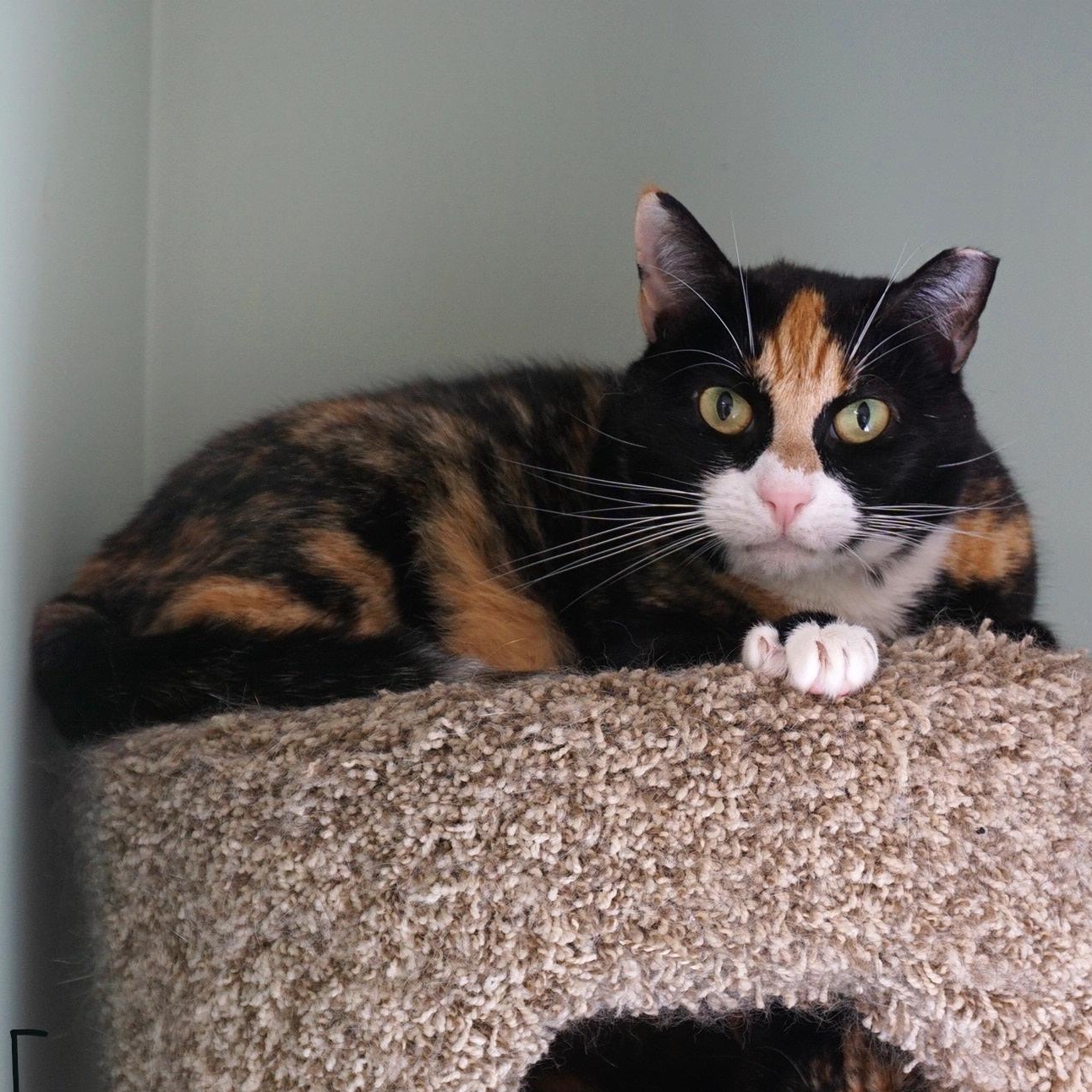 Diamond, an adoptable Domestic Short Hair in Queenstown, MD image 4/5