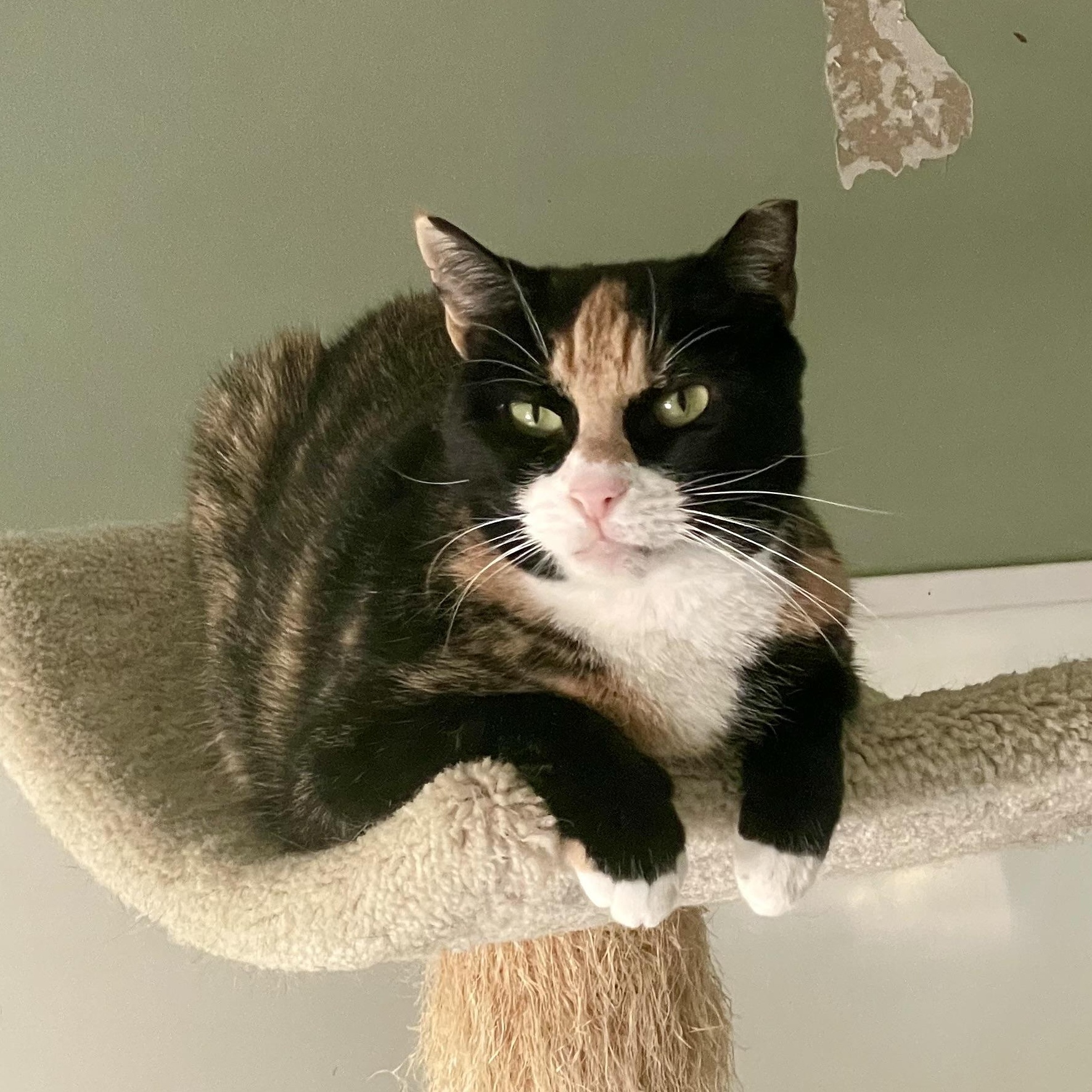 Diamond, an adoptable Domestic Short Hair in Queenstown, MD image 2/5